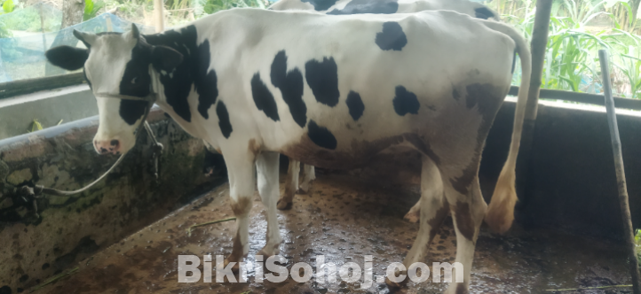 বকনা গরু